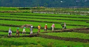 Sarolangun Targetkan 434 Cetak Sawah Baru