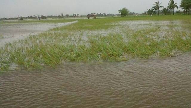 Lahan Sawah Ujung Pasir Terendam