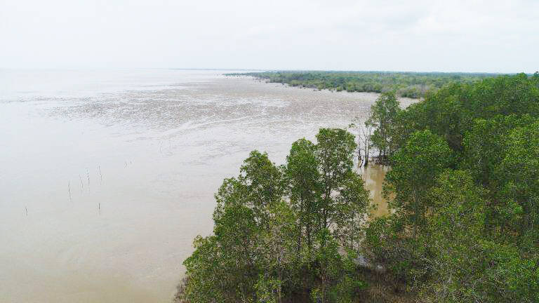2.000 Mangrove Ditanam di Pangkal Babu