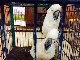 BKSDA Jambi Lepasliarkan Ratusan Burung Berkicau
