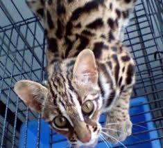 KSDA Jambi Amankan Kucing Hutan Peliharaan Warga