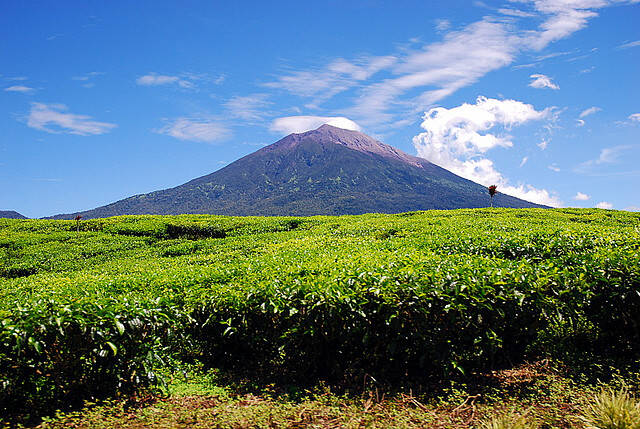Perambahan Hutan Gunung Kerinci, Kian Marak