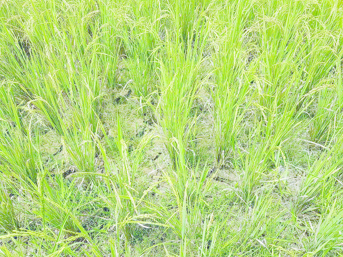 Kemarau, Saluran Irigasi tak Berpungsi Sawah di Mangun Jayo Kekeringan