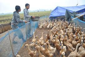 Petani Itik Kerinci, Juara Tingkat Provinsi Jambi