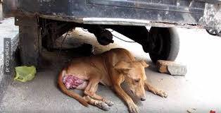 Eliminasi Anjing Liar Terbentur Anggaran Aksipost Com