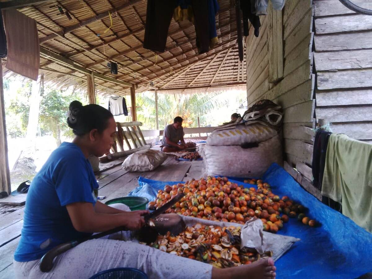 Petani Pinang Putus Asa Harga Merosot