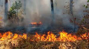 Reki: Hutan Terbakar Sebagian Di Area Konflik