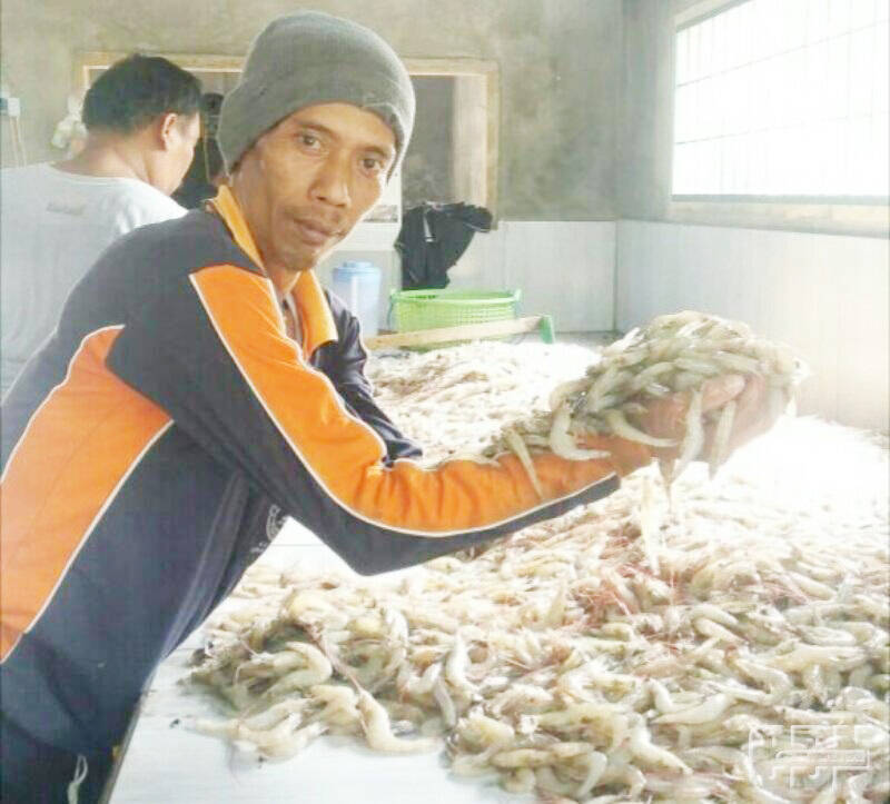 Ekspor Udang Mantis Jambi Capai Rp144 Miliar