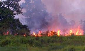 Puluhan Hektar Lahan di Batanghari Terbakar