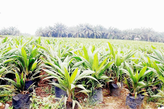 Mentan Remajakan Kelapa Sawit Petani Di Jambi