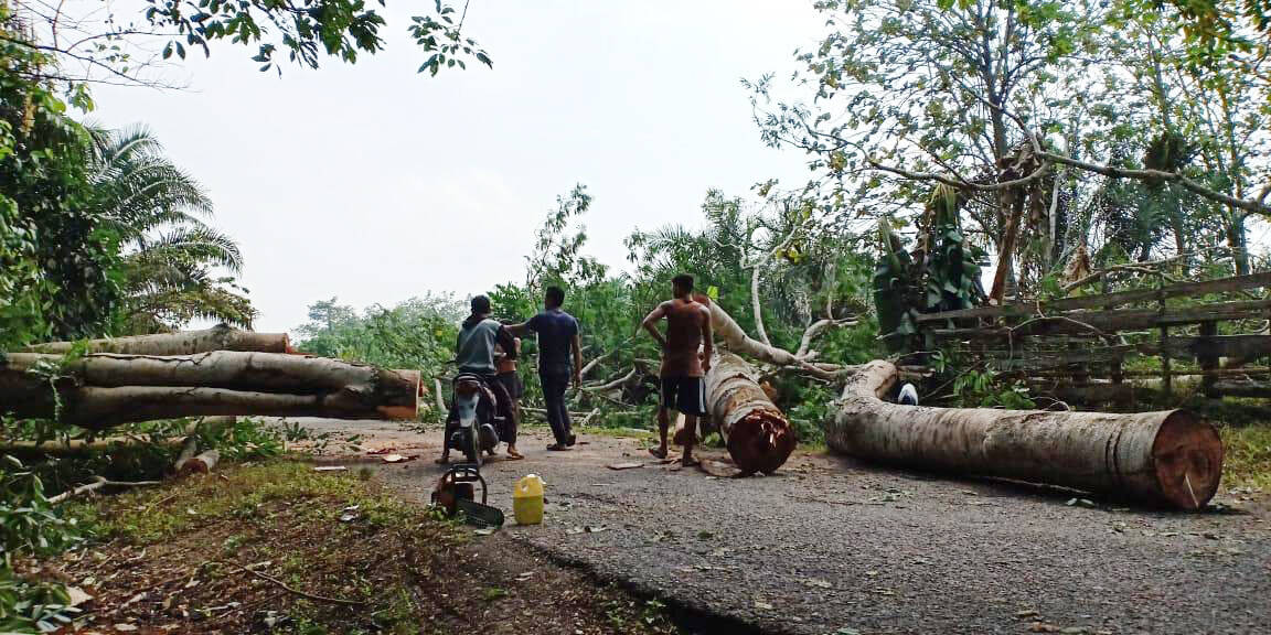 Jaringan Tertimpa Pohon, Semalaman Listrik Desa Penapalan Padam