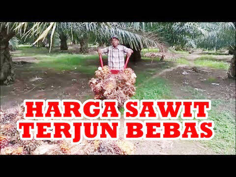 Sawit dan Kelapa Terjun Bebas