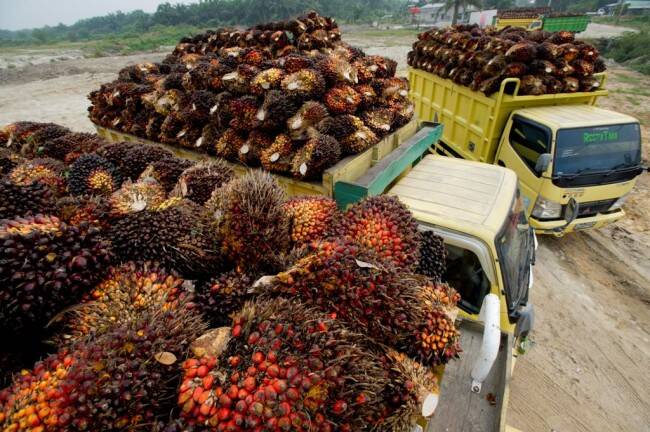 Harga CPO Jambi Turun Rp229 Per Kilogram