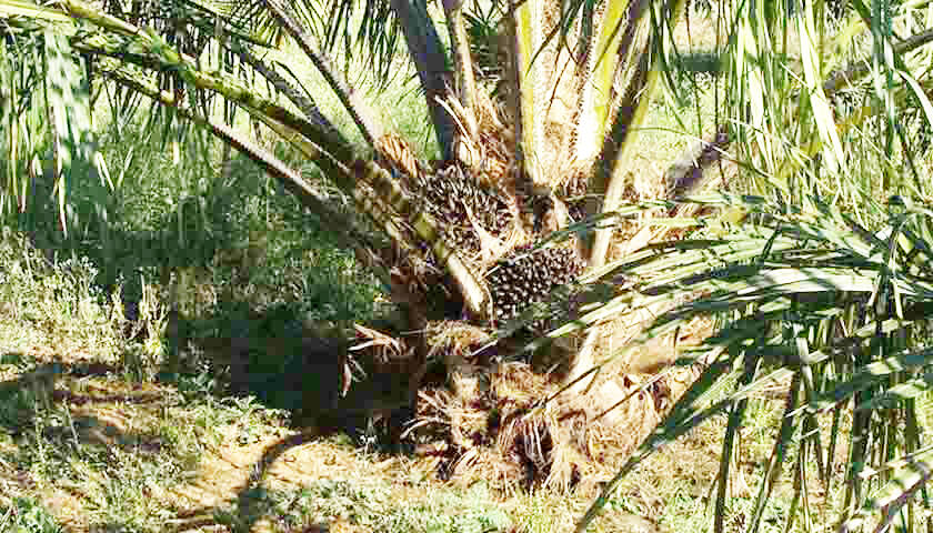 Ribuan Hektar Replanting Sawit Direalisasikan Tahun Depan