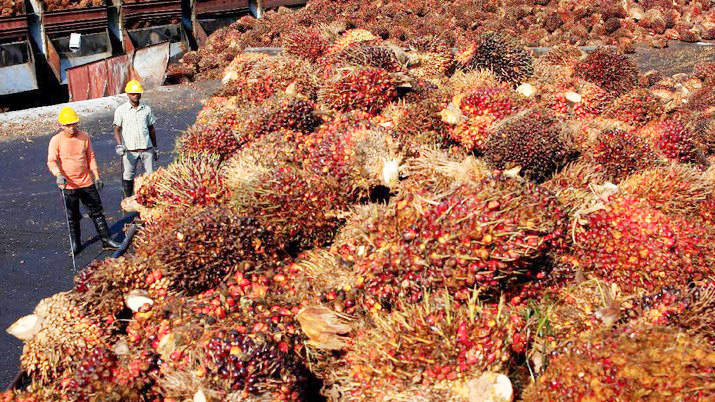 Harga CPO Jambi Turun Rp529 Per Kilogram