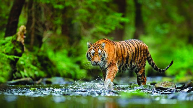 Harimau Muncul di Gunung Raya, Kejar Sejumlah Warga
