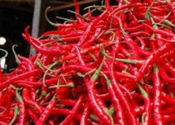 Harga Cabai Merah Berangsur Naik Di Jambi