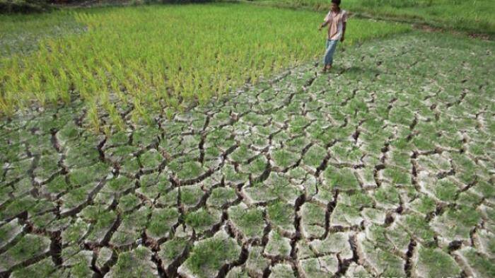El-Nino Lemah Pengharuhi JambiPada Awal Tahun