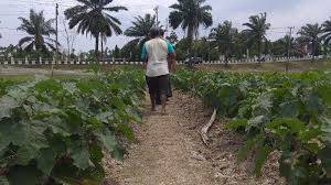 Petani Batanghari Butuh Ribuan Ton Pupuk