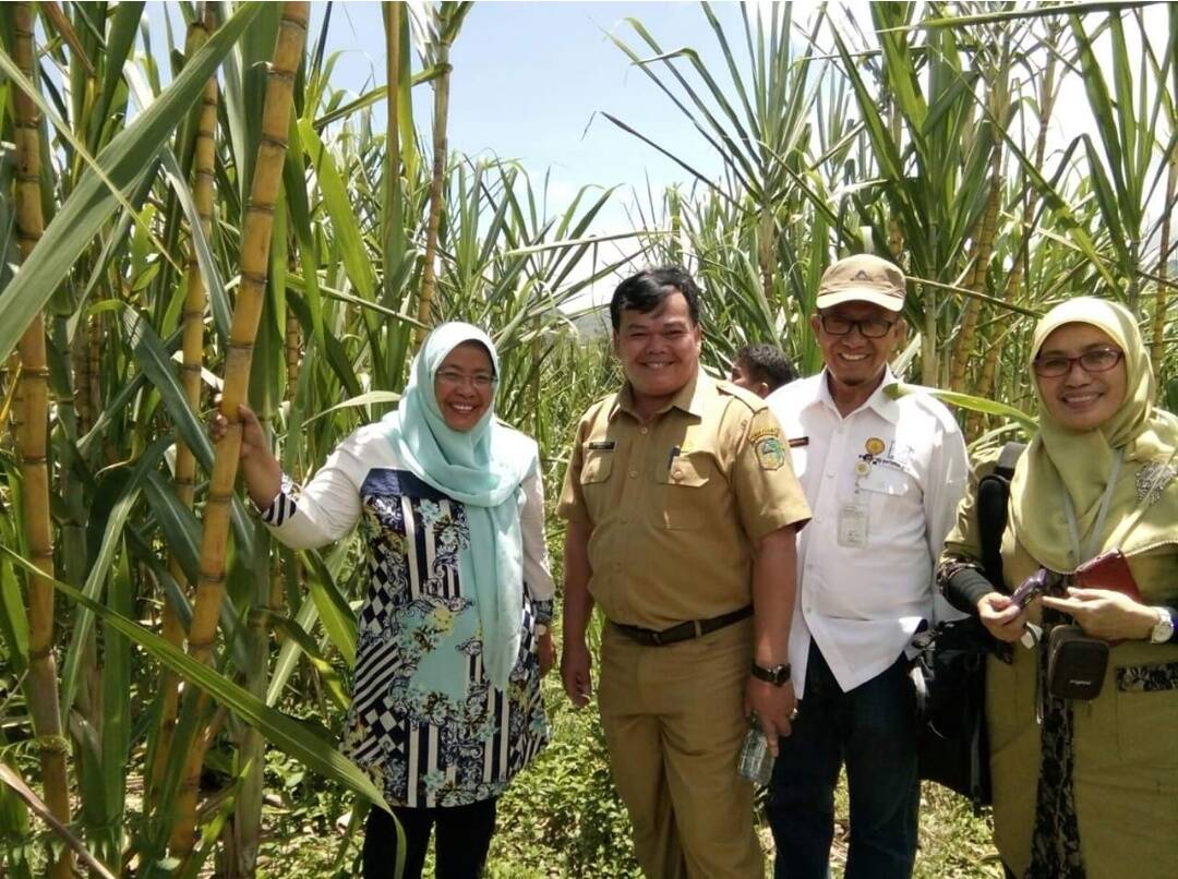 Disbunnak Kerinci Kembangkan 13 Hektare Tanaman Tebu
