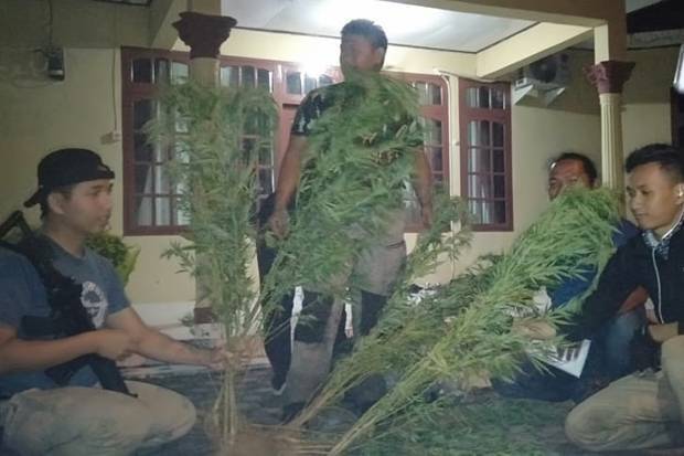 Polisi Masih Buru Pemilik 2 Hektare Lahan Ganja