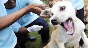 Vaksinasi Rabies HPR Jakbar Naik Dua Kali Lipat
