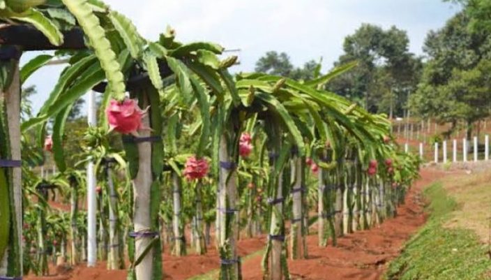 Batanghari Segera Salurkan Ribuan Bibit Buah Kepada Petani
