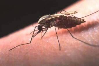 Tanjabtim Libatkan Sejumlah Instansi Untuk Upayakan Eliminasi Malaria
