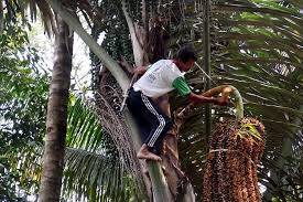 Petani Aren Batanghari Harapkan Perhatian Pemda