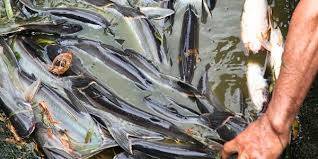 Produksi Perikanan Muarojambi Terbanyak Patin