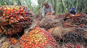 Harga Sawit Dan CPO Di Jambi Menurun