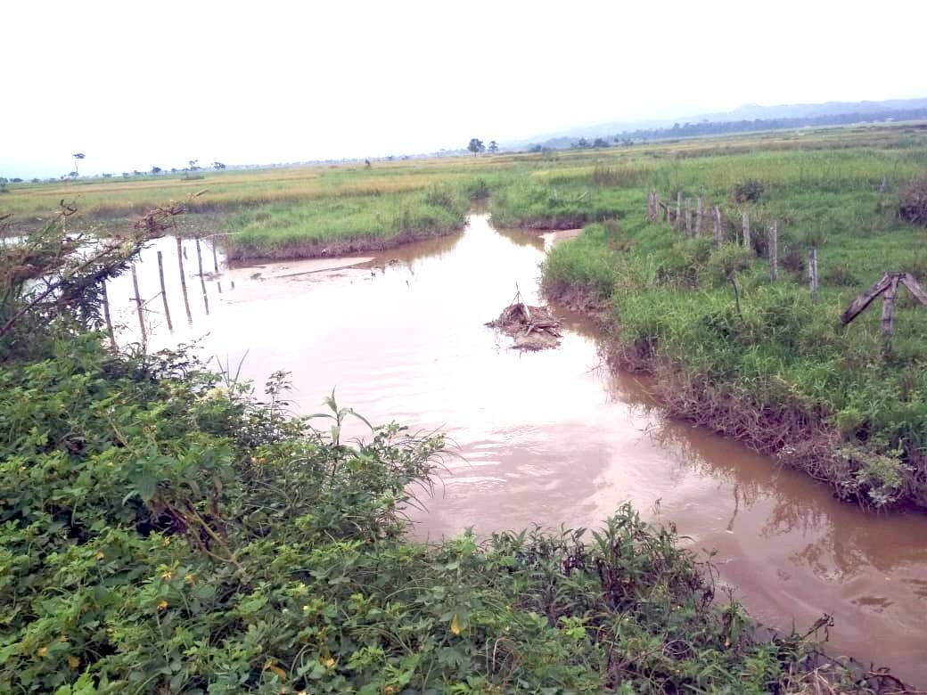 Hindari Ancaman Puso, Warga 3 Desa Tanjung Tanah, Butuh Irigasi