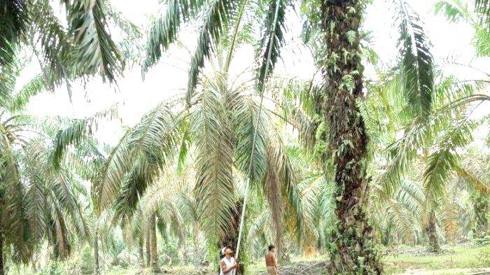 Replanting Sawit 2019 Seluas 5.000 Hektare di Tanjabbar