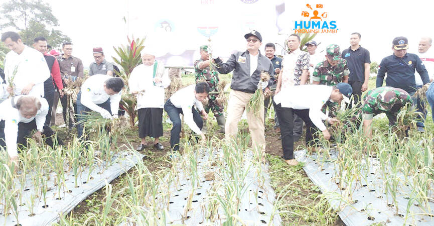 Gubernur Jambi Panen Bawang Putih di Jangkat