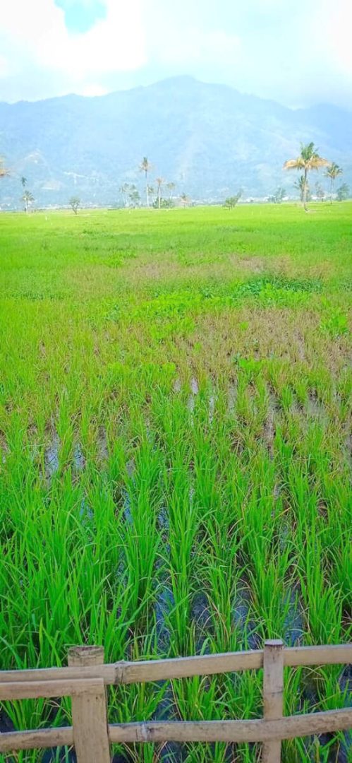 Terserang Hama, Beberapa Hektare Sawah Masyarakat Bunga Tanjung, Terancam Gagal Panen