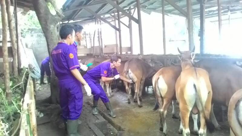 Penjualan Hewan Qurban Di Jambi Meningkat