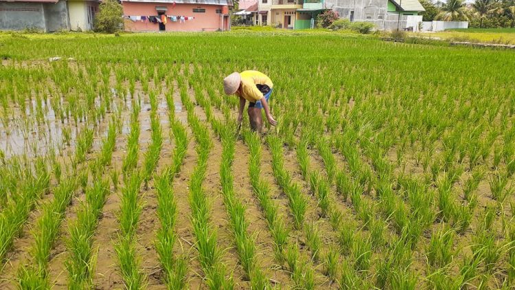 Menjadi Daerah Swasembada Beras Batanghari Butuh 12.000 Hektar Areal Tanam