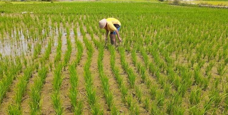 Menjadi Daerah Swasembada Beras Batanghari Butuh 12.000 Hektar Areal Tanam