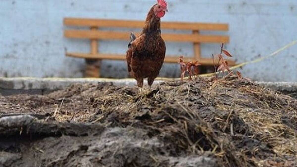 Kotoran Ayam di Coba Mencegah Sebaran Corona