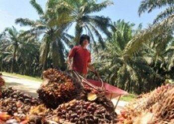 Harga CPO Melempem Lagi