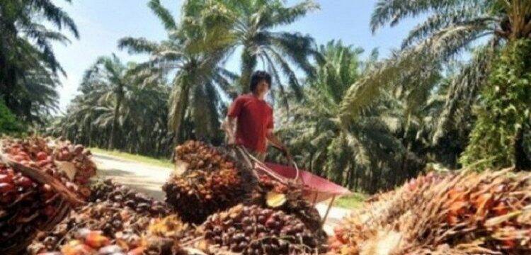 Harga CPO Melempem Lagi