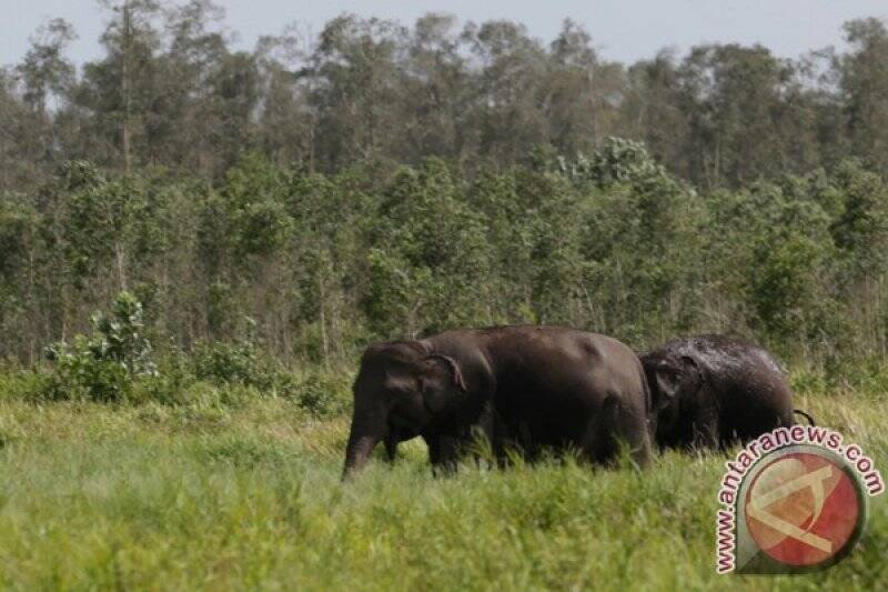 Gajah Liar Asal Jambi Injak Kepala Petani Sumsel Hingga Tewas