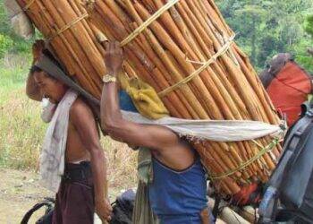 Pemerintah Siap Tingkatkan Kualitas Produk Kayu Manis