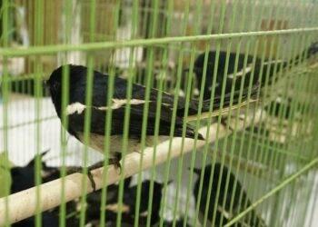 Ratusan Burung Kacer asal Jambi Digagalkan Petugas Lampung
