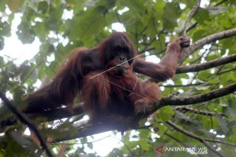 Orang Utan Sumatera Usia 20 Tahun Muncul di Danau Lau Kawar