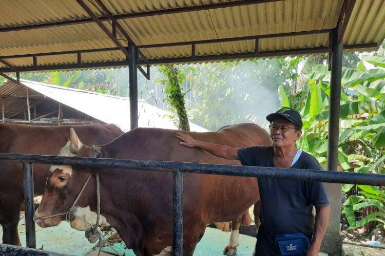 Jokowi Beli Satu Ton Hewan Kurban di Jambi