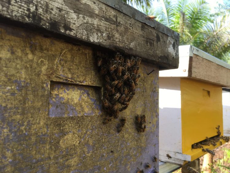 Revitalisasi Lahan Gambut, Beternak Lebah Madu