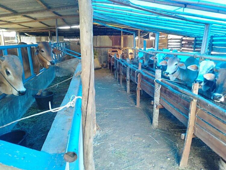 Penjualan Hewan Kurban di Kerinci Ikut Tersengat Corona