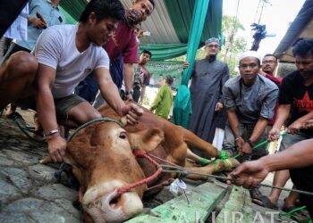 Kemenag Keluarkan Paduan Lengkap Penyembelihan Hewan Kurban