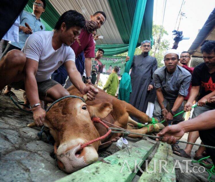 Kemenag Keluarkan Paduan Lengkap Penyembelihan Hewan Kurban